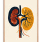 Oak-framed abstract kidney anatomy artwork in navy, rust red, and golden yellow on a cream background.