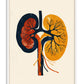 White-framed abstract kidney anatomy artwork in navy, rust red, and golden yellow on a cream background.