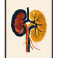 Black-framed stylized kidney anatomy art print in navy, rust, and golden yellow on a cream background.