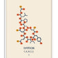 White-framed oxytocin artwork showing a navy molecular structure with orange and yellow chemical groups on a cream background.
