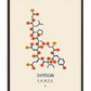 Oxytocin molecule wall art print featuring a detailed chemical structure in a clean, modern design